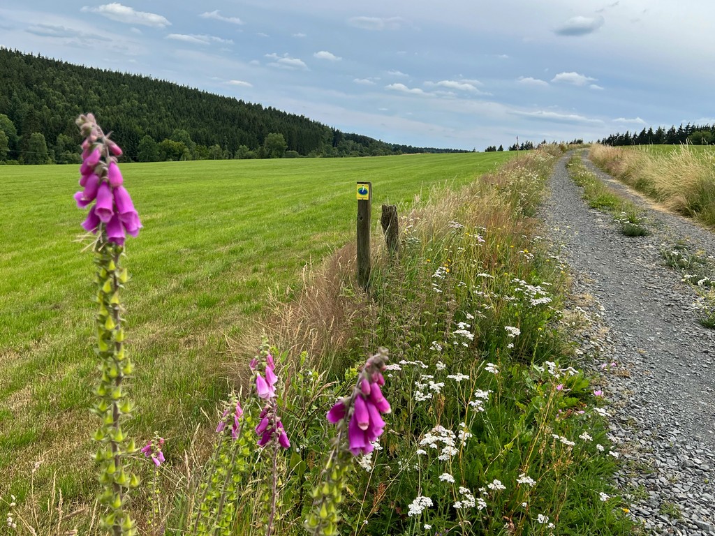 Unterwegs auf dem Schneifel-Pfad - ein Weg verläuft zwischen Feldern, im Vordergrund blüht violetter Fingerhut