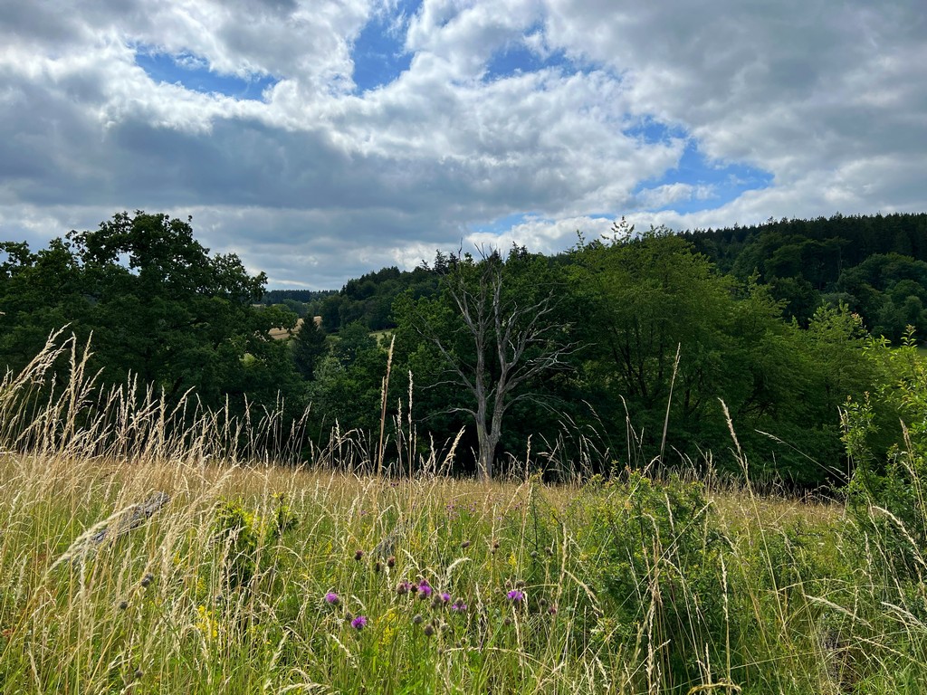 Natur auf dem Schneifel-Pfad - ein Muße-Pfad in der Eifel