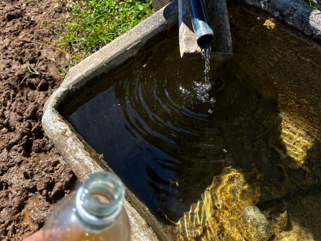 Wasser aus der Kuhtränke