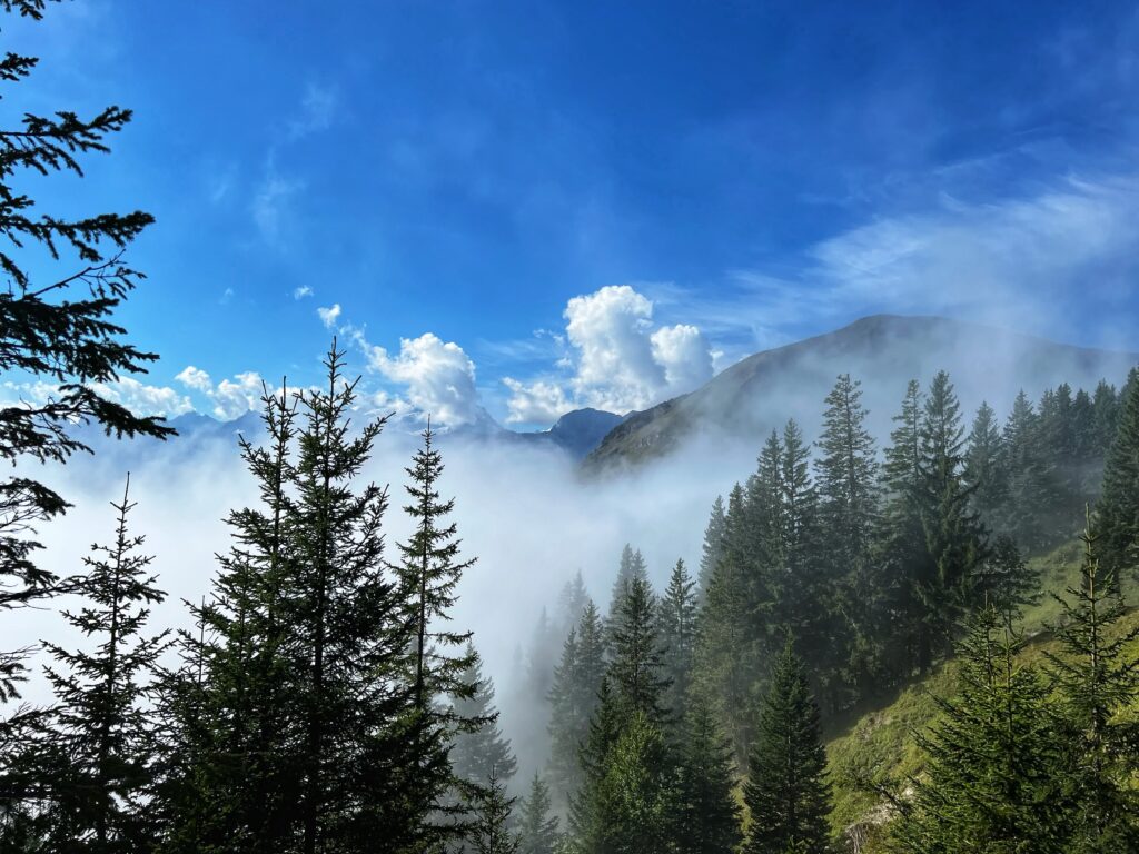 Wald in den Wolken auf dem Tell-Trail