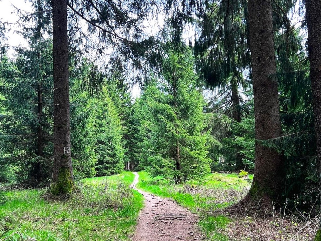 Wanderweg im Wald Touringen Stempel sammeln