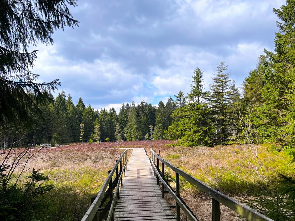 Schützenbergmoor mit einem Steg. Im Hintergrund sind Bäume. Touringen