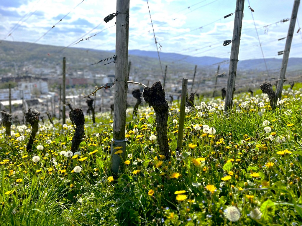 Pusteblumen und Löwenzahn in den Weinbergen im Ahrtal auf dem Rotweinwanderweg