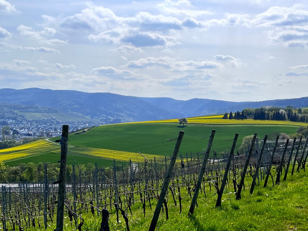 Weinberge und Rapsfelder auf dem Rotweinwanderweg im Ahrtal