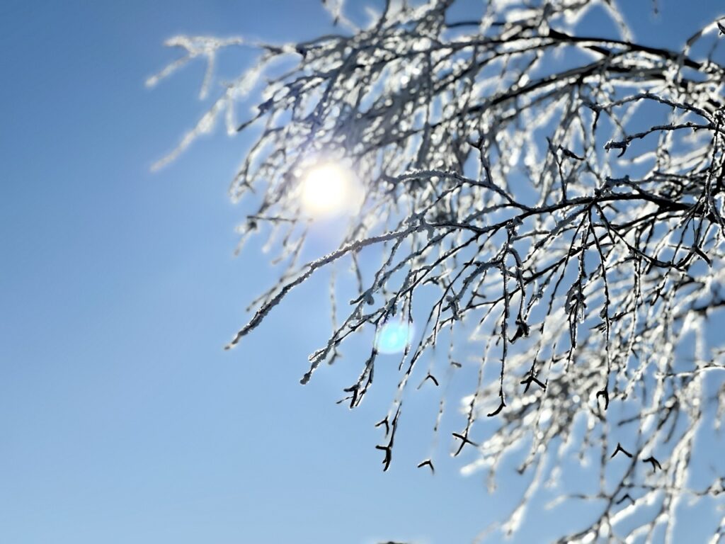 Vereiste Zweige gegen das Sonnenlicht