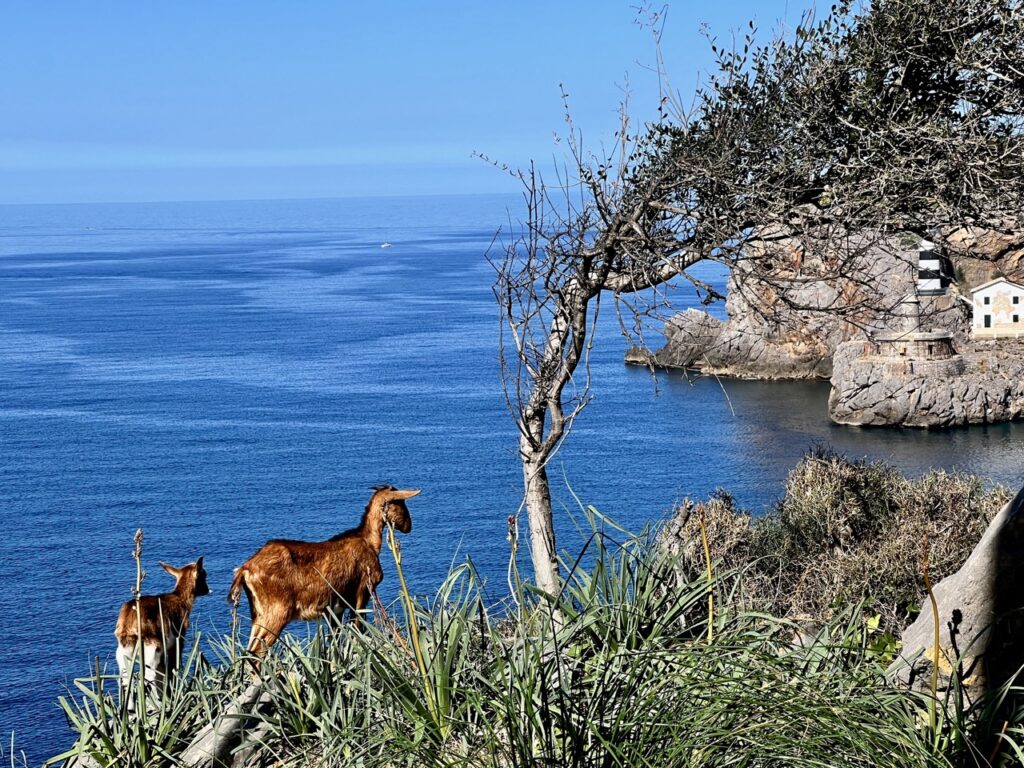 Groß (4006403F-804D-4C69-A7F9-145592E6BAF5_1_201_a) Ziegen auf dem GR221 mit Blick auf die Bucht von Port de Soller