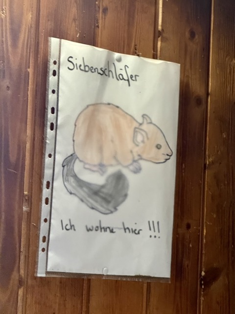 Siebenschläfer in der Randenhütte