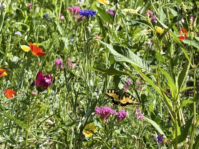 Blumenwiese am Kolmenhof
