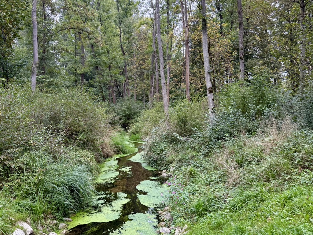 Wasserlinsen