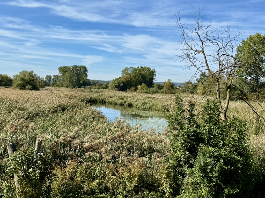 FB5690D8-F4E7-47E6-BA70-8E44CF0EBCB4_1_105_c Donau am Ufer