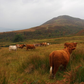 West Highland Way Titel